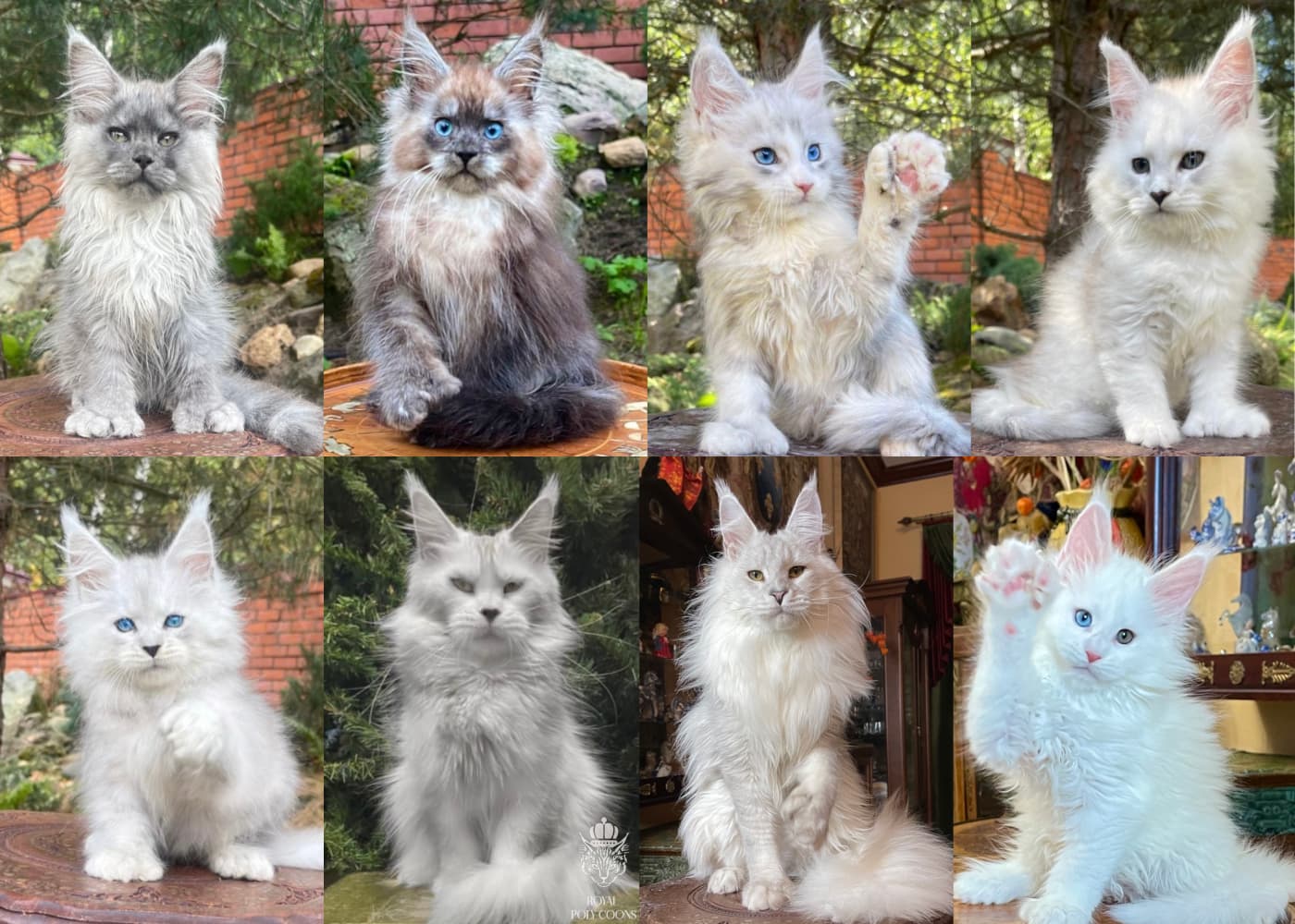 Maine Coon Cats Collage Effect